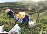 狠抓茶葉源頭管理 確保茶葉質量安全