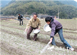 種植太子參400余畝 點(diǎn)頭農(nóng)民增收開(kāi)新路